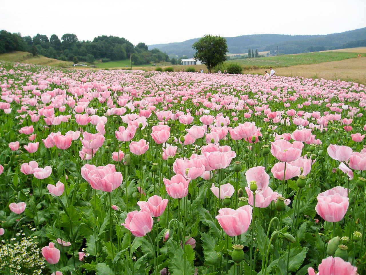 mohn2